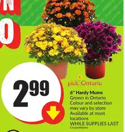Chalo FreshCo 6'' Hardy Mums Grown in Ontario offer