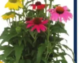 RONA ECHINACEA AUTUMN PLANTER IN 10 POT offer