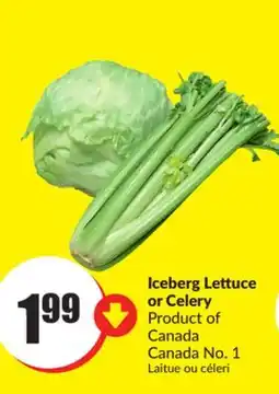 FreshCo Iceberg Lettuce or Celery Product of Canada Canada No.1 offer