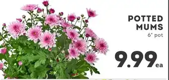 IGA POTTED MUMS 6" pot offer