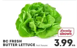 IGA BC FRESH BUTTER LETTUCE hot house offer
