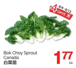 T&T Supermarket BOK CHOY SPROUT offer