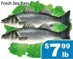 Fresh Sea Bass