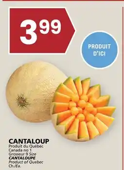Rachelle-Bery Grocery CANTALOUPE offer