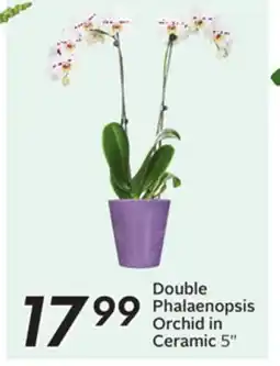 Sobeys Double Phalaenopsis Orchid in Ceramic offer