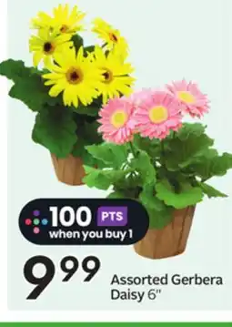 Sobeys Assorted Gerbera Daisy offer