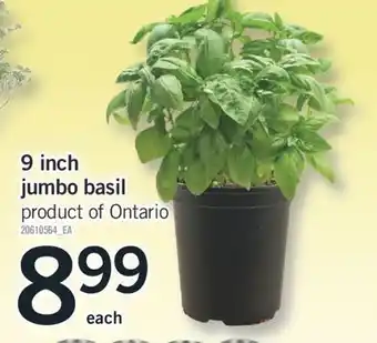 Fortinos 9 INCH JUMBO BASIL offer