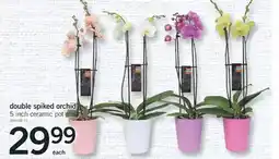 Fortinos DOUBLE SPIKED ORCHID offer