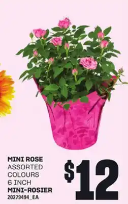 Independent City Market MINI-ROSIER, 6 INCH offer