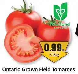 Starsky Ontario Grown Field Tomatoes offer