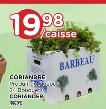 Kim Phat CORIANDER offer