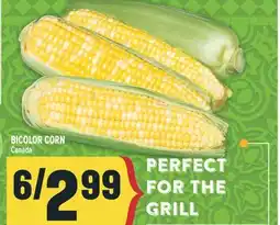 Marché Adonis BICOLOR CORN offer