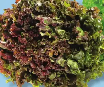 IGA RED LEAF LETTUCE offer