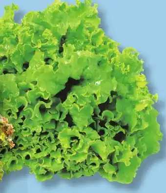 IGA GREEN LEAF LETTUCE offer