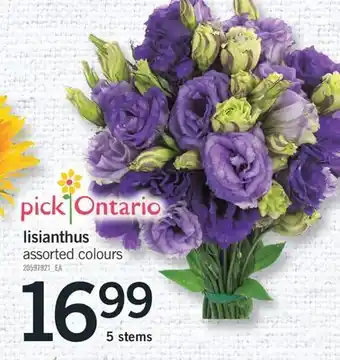 Fortinos lisianthus offer