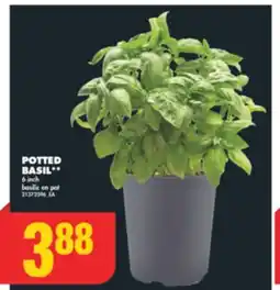No Frills POTTED BASIL, 6 inch offer