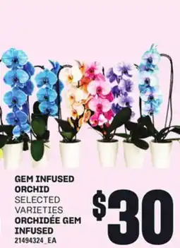 Independent Grocer GEM INFUSED ORCHID offer