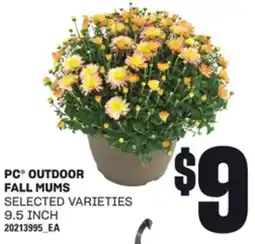 Loblaws PC OUTDOOR FALL MUMS, 9.5 INCH offer