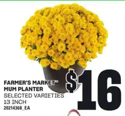 Loblaws FARMER'S MARKET MUM PLANTER, 13 INCH offer