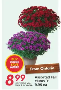 Sobeys Assorted Fall Mums offer