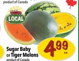 Farm Boy Sugar Baby or Tiger Melons offer