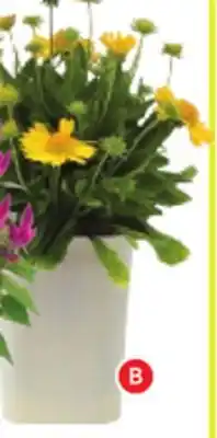 RONA ASSORTED FALL PERENNIALS offer