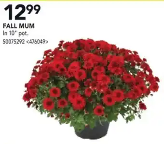 RONA FALL MUM offer