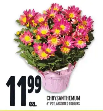 Metro CHRYSANTHEMUM offer