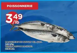 Kim Phat WHOLE BOSTON MACKEREL offer