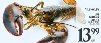 Al Premium Food Mart Live canadian lobster offer