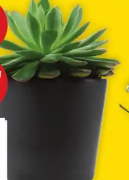 Giant Tiger tropical plant 4in offer