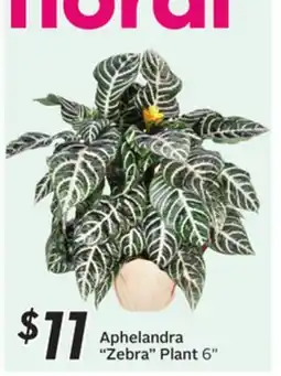 Sobeys Aphelandra Zebra Plant offer