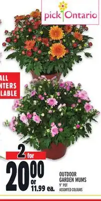 Metro OUTDOOR GARDEN MUMS offer