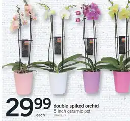 Fortinos double spiked orchid offer