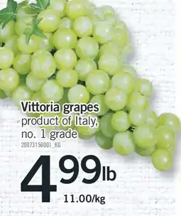 Fortinos Vittoria grapes offer