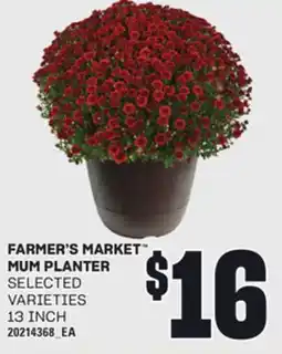 Loblaws FARMER'S MARKET MUM PLANTER offer