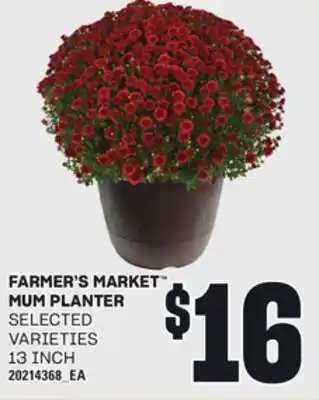 Loblaws FARMER'S MARKET MUM PLANTER offer