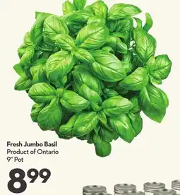 Longo's Fresh Jumbo Basil offer