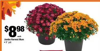 Home Depot Jumbo Harvest Mum offer