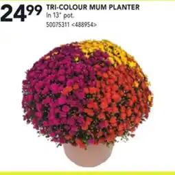 RONA TRI-COLOUR MUM PLANTER offer