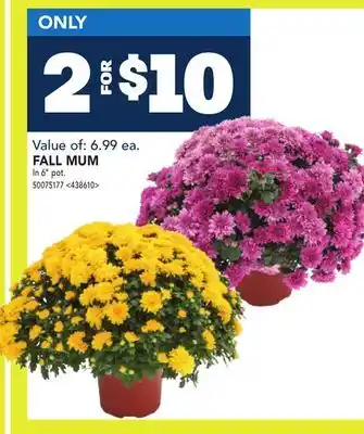RONA FALL MUM offer