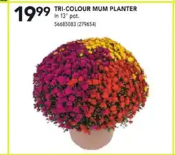 RONA TRI-COLOUR MUM PLANTER offer