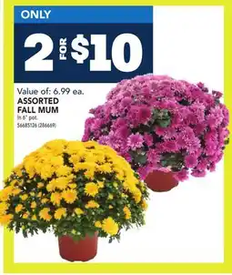 RONA ASSORTED FALL MUM offer