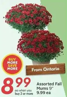 Sobeys Assorted Fall Mums offer