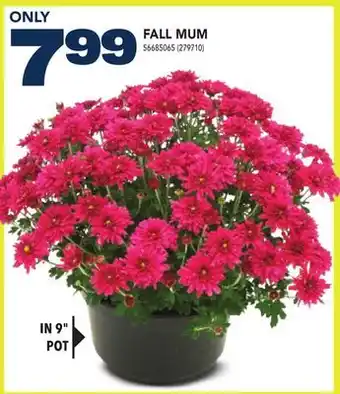 Réno Dépôt FALL MUM offer