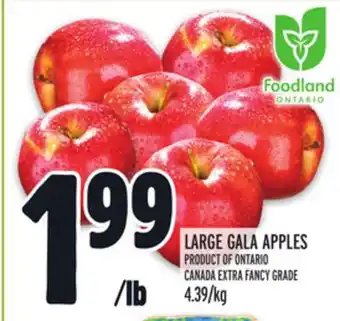 Metro LARGE GALA APPLES offer