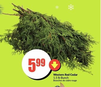 FreshCo Western Red Cedar offer