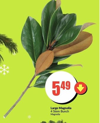 FreshCo Large Magnolia offer