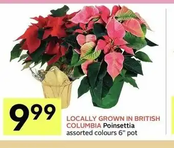 IGA Locally Grown In British Columbia Poinsettia offer