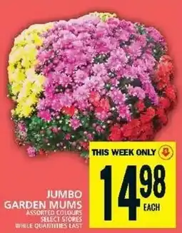 Food Basics Jumbo garden mums offer